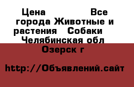 French Bulldog Male › Цена ­ 150 000 - Все города Животные и растения » Собаки   . Челябинская обл.,Озерск г.